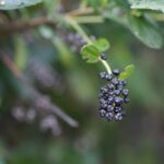 FormLA2019_Ceanothus-Seeds_Ownby-Front_LHP-208-150×150