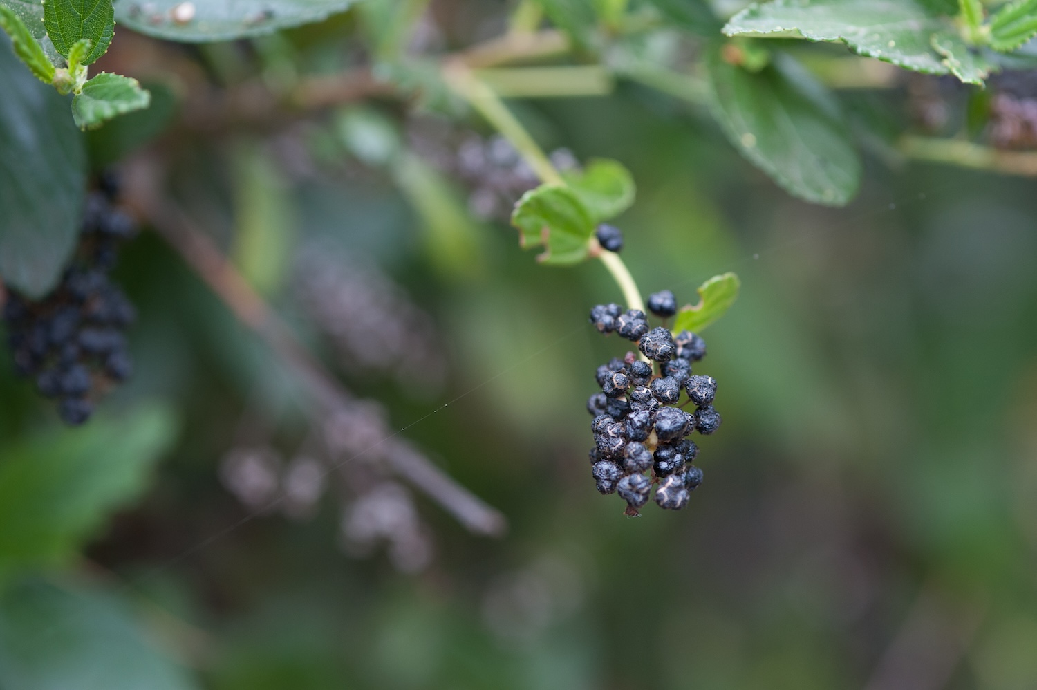 FormLA2019_Ceanothus-Seeds_Ownby-Front_LHP-208