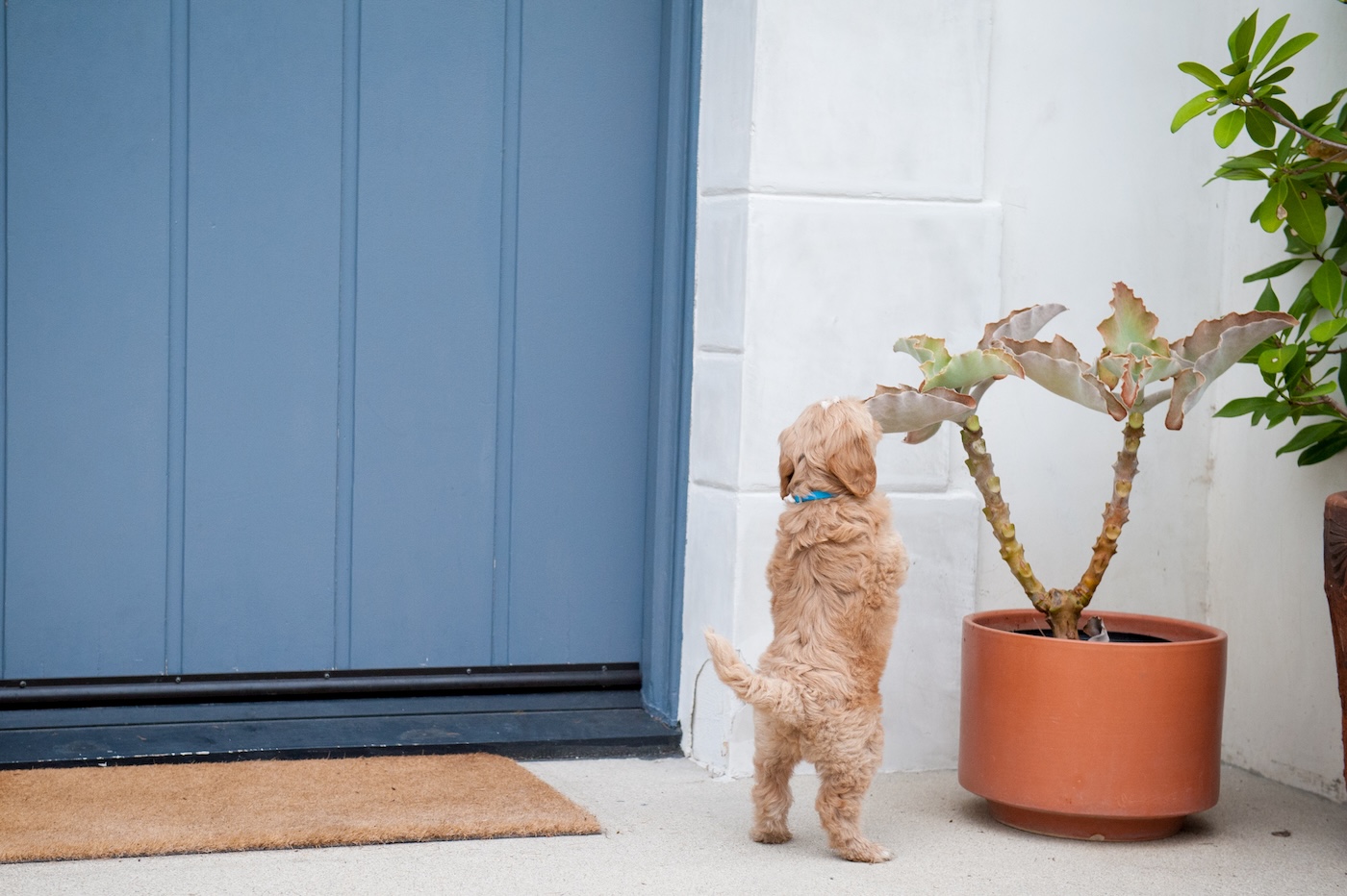 FormLA2019_Pets-Blue_Matloff_Front-Door_LHP-157