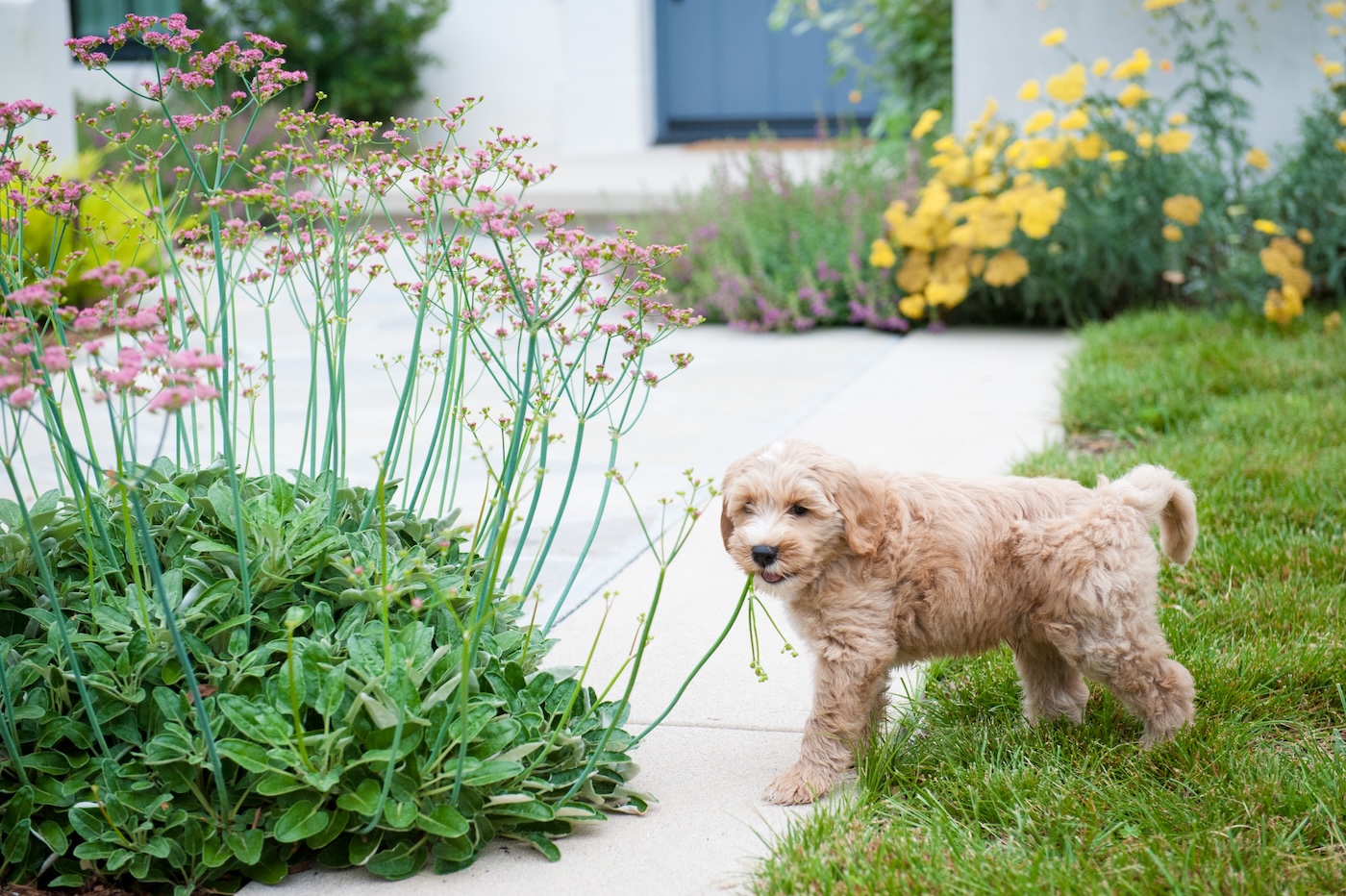 FormLA2019_Pets-Blue_Matloff_Front-Meadows_LHP-150FAVORITE