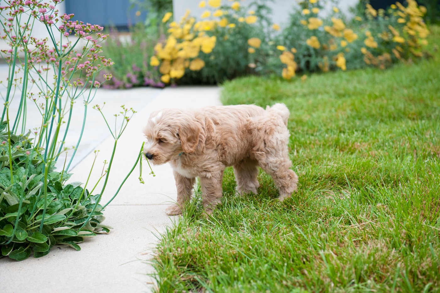 FormLA2019_Pets-Blue_Matloff_Front-Meadows_LHP-153FAVORITE