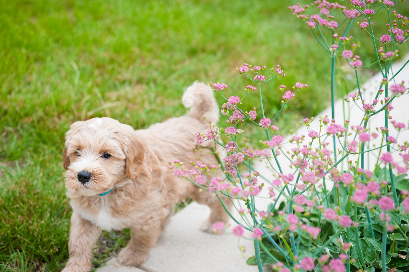 FormLA2019__Pets-Blue_Matloff_Front-Meadows_LHP-145FAVORITE