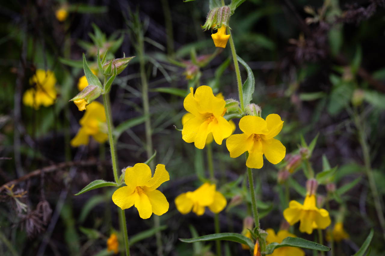 Ownby_Deukmejian_Monkey Flower 1